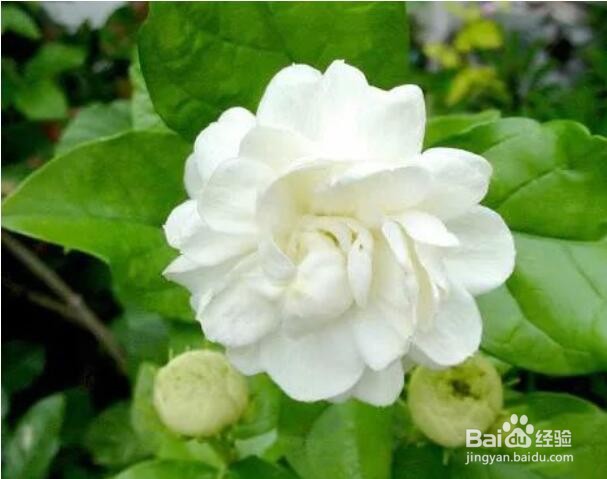 茉莉花怎么养爆盆