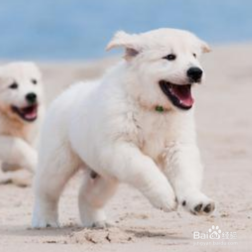 狗狗后腿发抖怎么办？