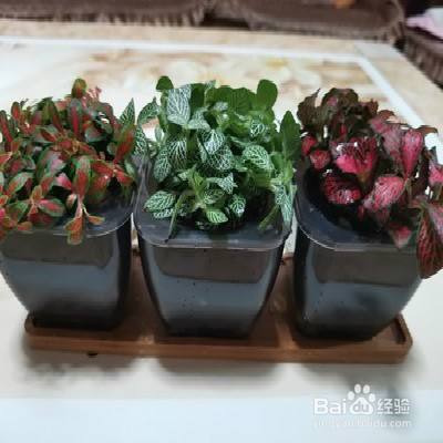 网纹草容易发蔫怎么办-（网纹草蔫了是怎么回事）[图]