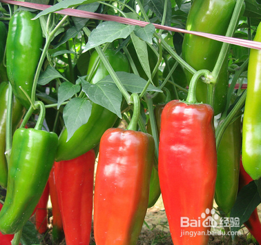 吃辣椒有哪些好处