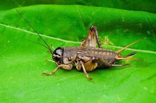 一支蟋蟀能卖多少钱