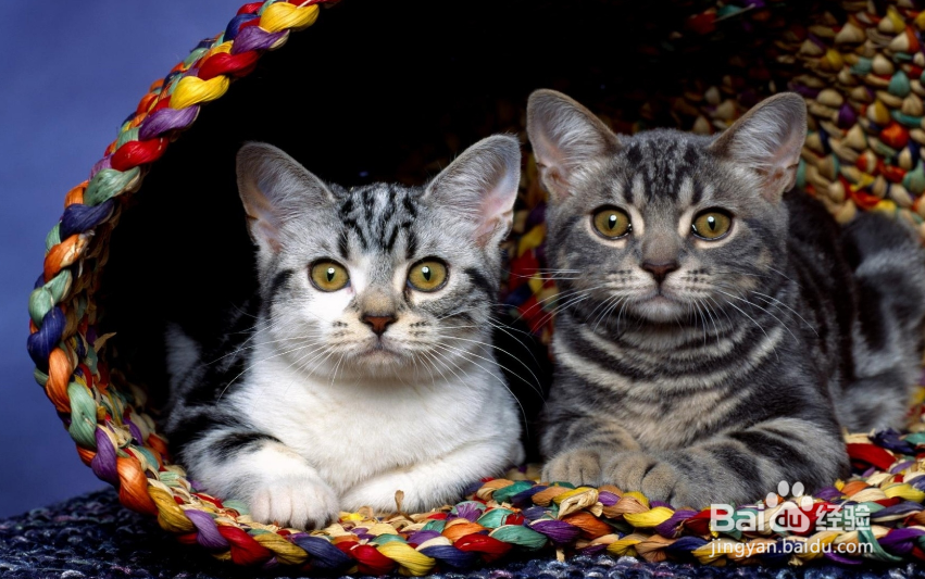 新猫入家门:怎么把它介绍给其他猫?