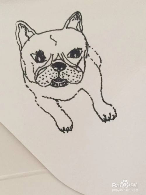 简笔画教程之沙皮犬的画法