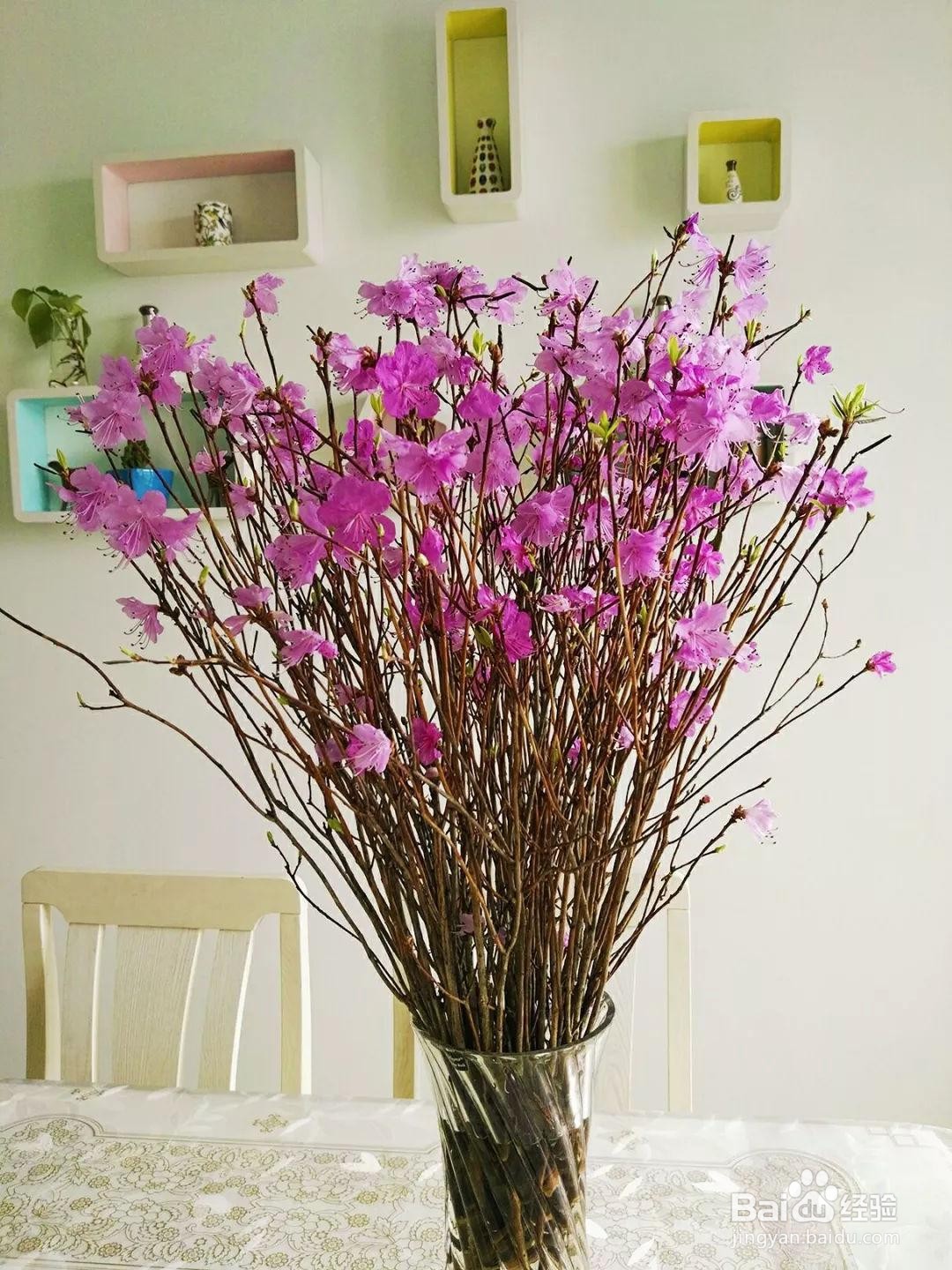 干支的杜鹃怎么养