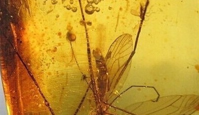 有虫的琥珀就叫虫珀吗