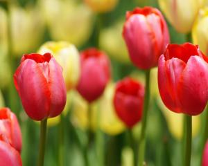 郁金香可以在室内种植吗