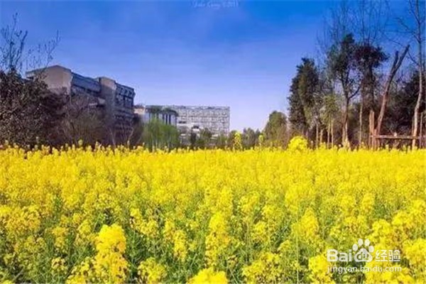 重庆赏花地图最全攻略必收藏-莫辜负这大好春光