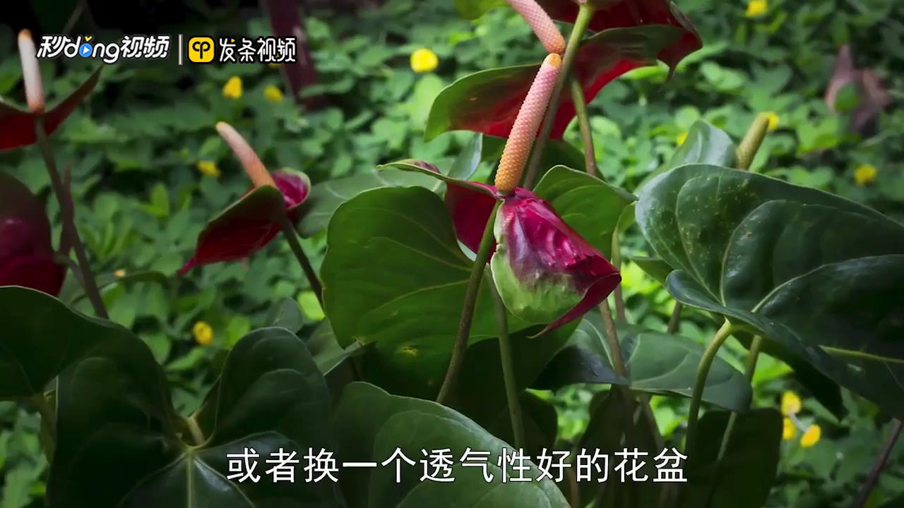 红掌叶子发黄怎么补救