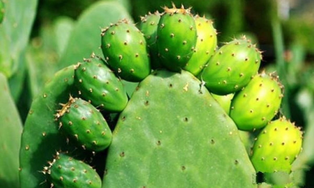 仙人掌为什么长期不浇水也能活