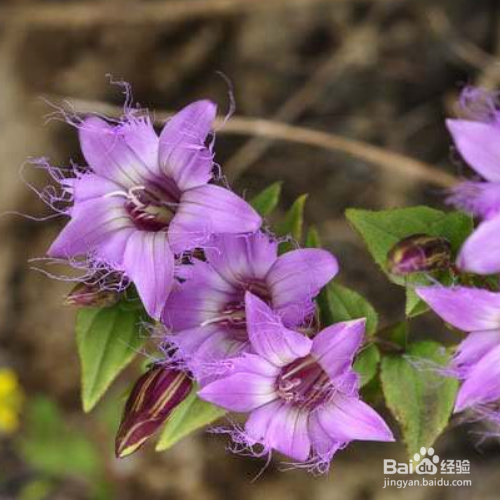 该如何养殖红花龙胆