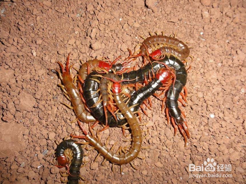 被动物咬伤或抓伤怎么办?