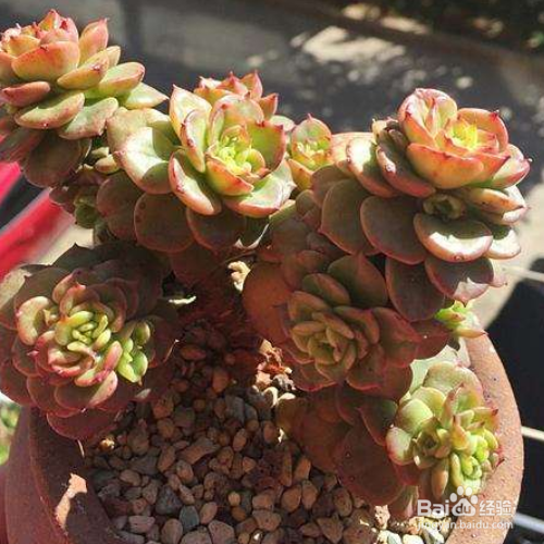 蜡牡丹的养殖方法和注意事项