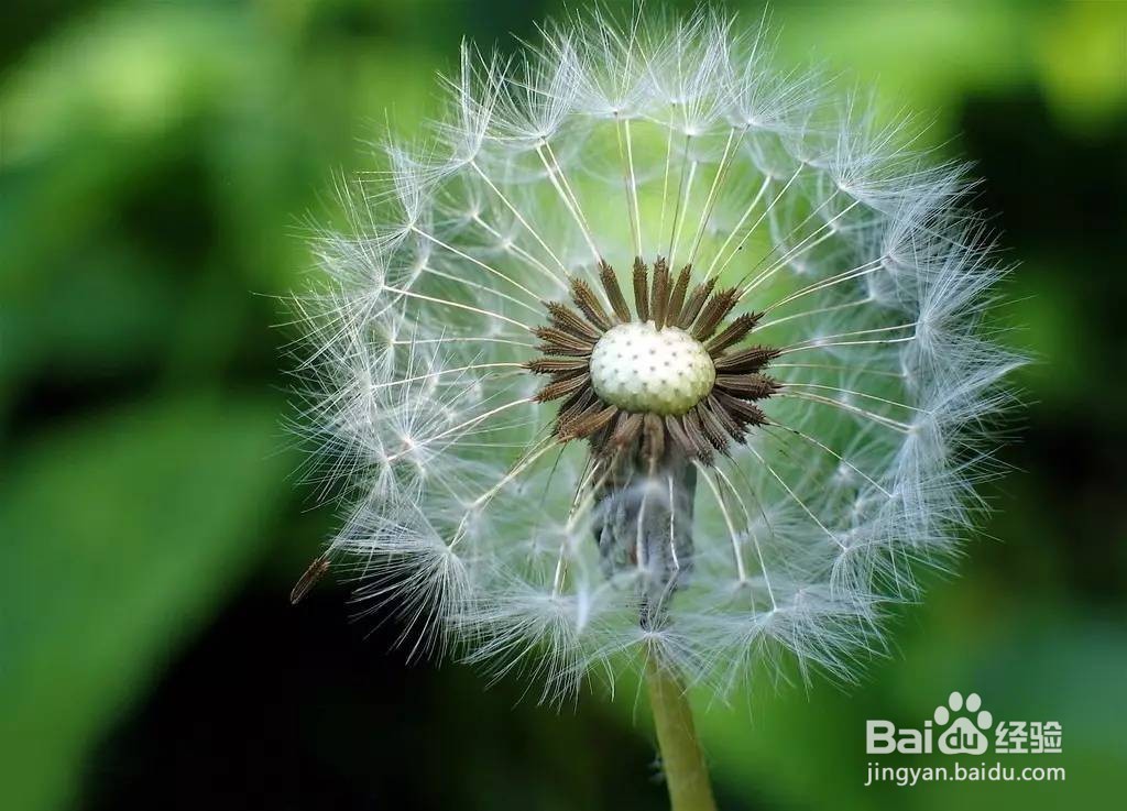 蒲公英最佳的晒干方法