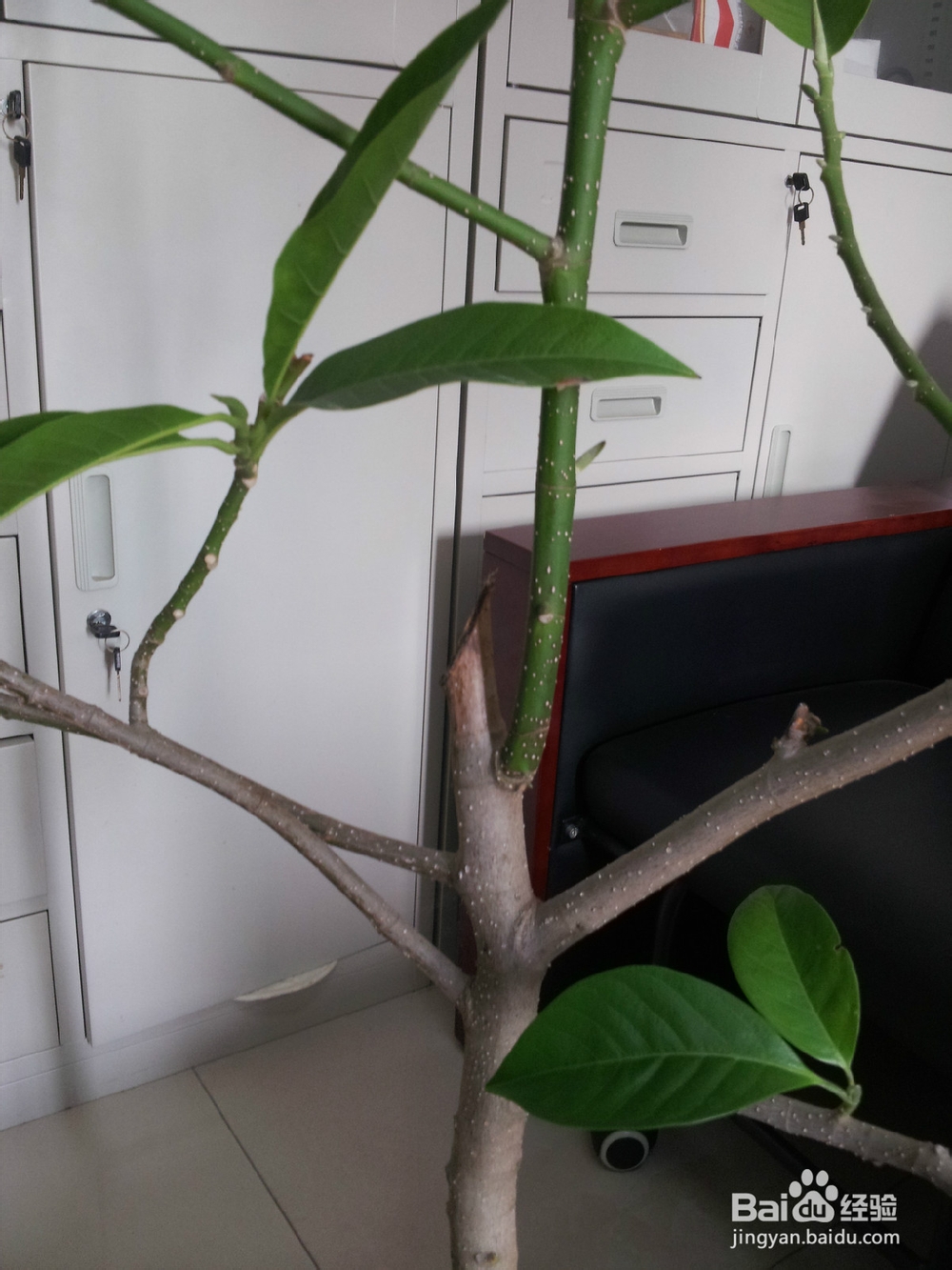 养白兰花的几个关键