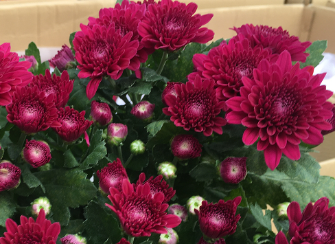 我五十岁女生微信个性签名