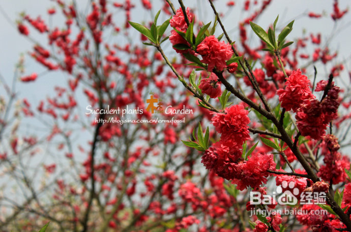 上海植物园（上）