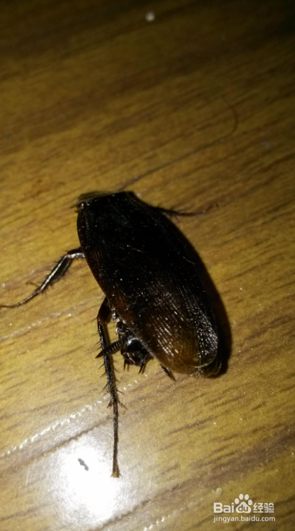 为什么会有蟑螂