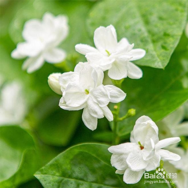 夏天如何养殖茉莉花