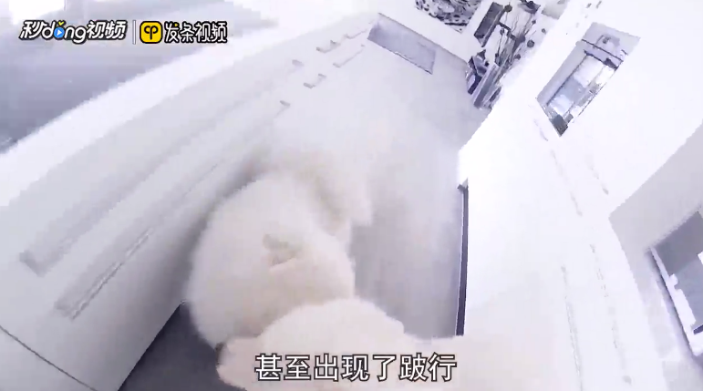 狗被车撞了怎么恢复