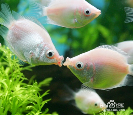 观赏鱼的种类有哪些