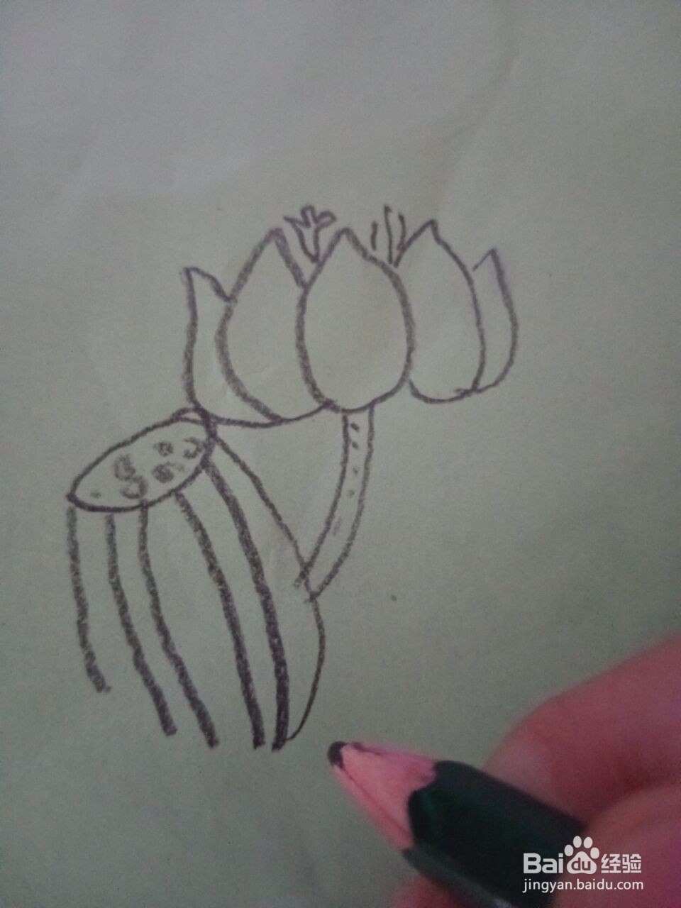 荷花的简笔画怎么画？