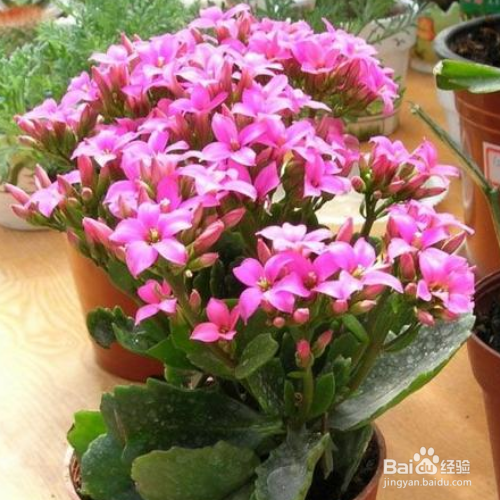 长寿花怎么养？