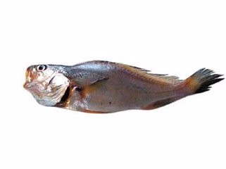 金钱鮸鱼的养殖方法