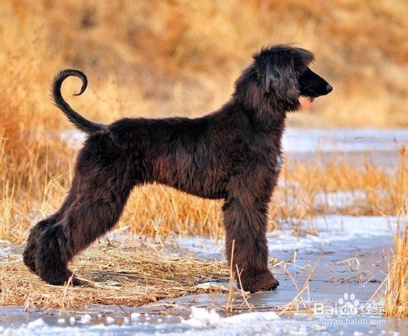 阿富汗猎犬拉肚子怎么办