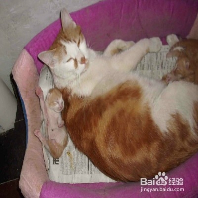 仔猫容易夭折要怎么办 百度经验