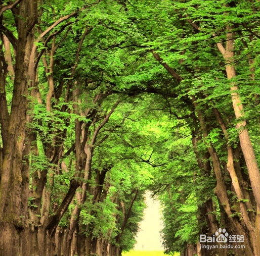 怎么样在《我的世界》里成为胜利者