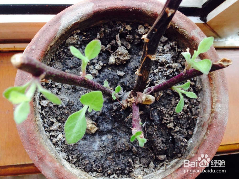 怎样培育小花苗?