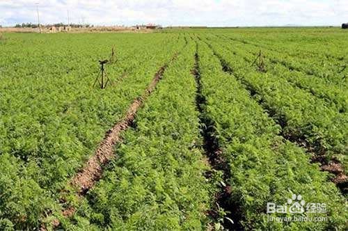 胡萝卜怎么种植长得好