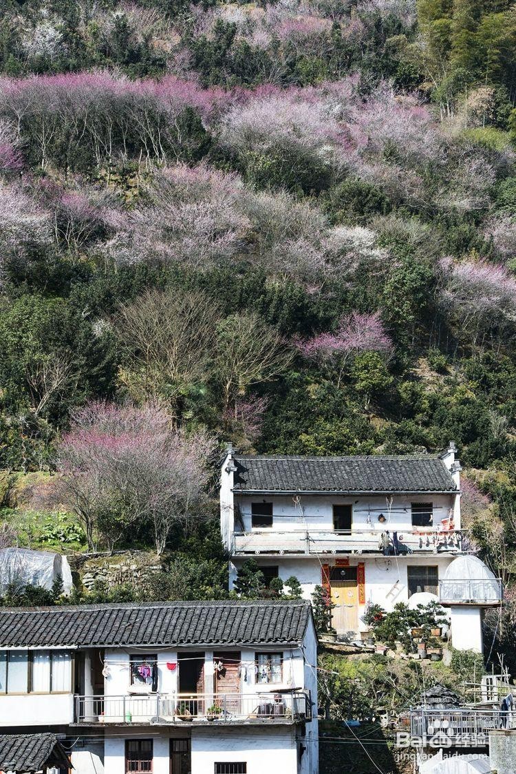 卖花渔村游玩攻略