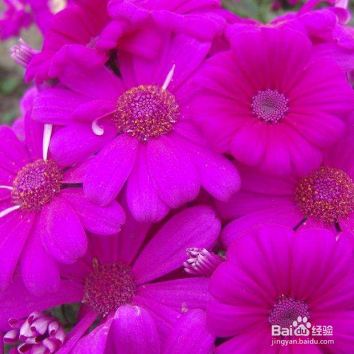 瓜叶菊最长时间可以养多久?