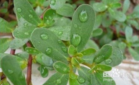 路边常见的野生植物