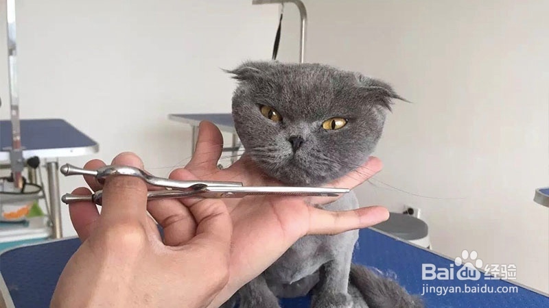 宠物美容教程,宠物美容师培训教程