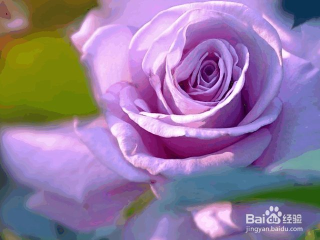 南方月季花的养殖及注意事项