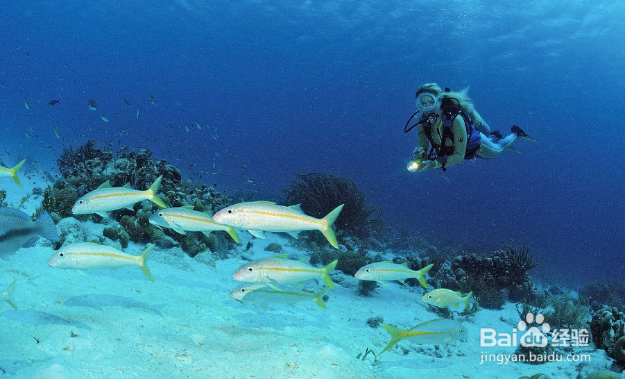 人生哪能不冒险:公主邮轮加勒比海冒险之旅攻略