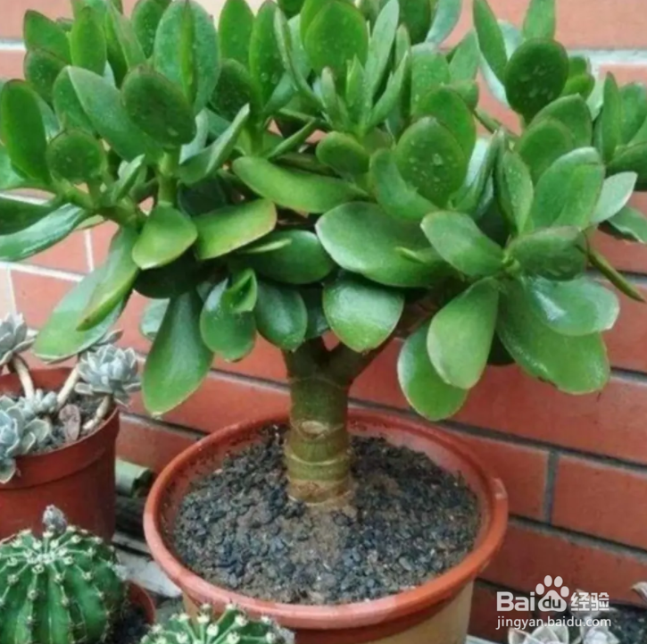 家里养玉树有什么好处