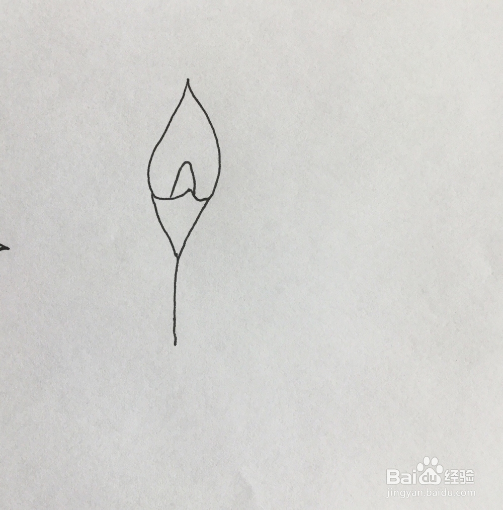 马蹄莲简笔画