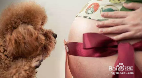 对很多养宠物家庭来说，怀孕了能不能养宠物？