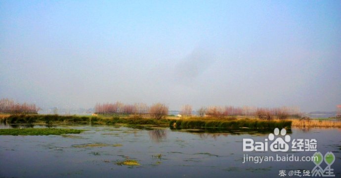 【春的迁徙】冬日，昆明观鸥攻略