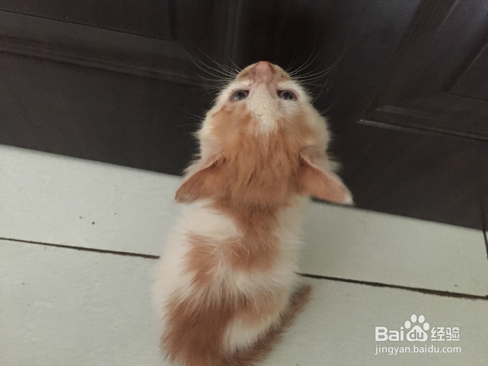 猫咪有猫癣怎么办