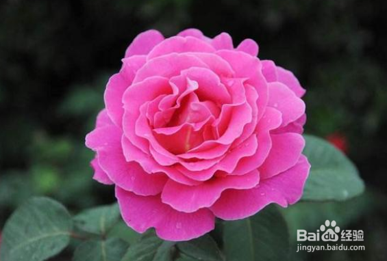 室内月季花怎么养