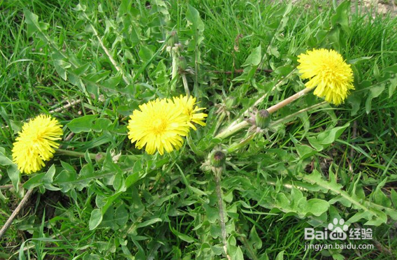 蒲公英:多种炎症的克星