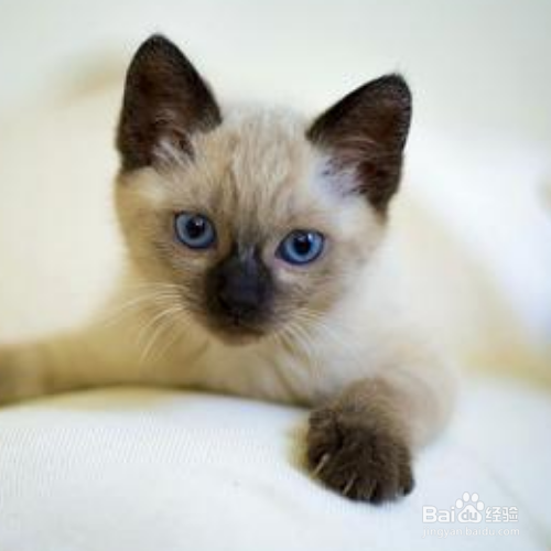 暹罗猫的性格和特点有哪些？