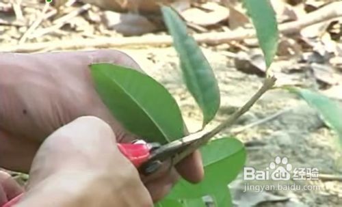 如何扦插桂花苗？