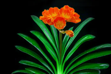 君子兰怎么养0610 (2)