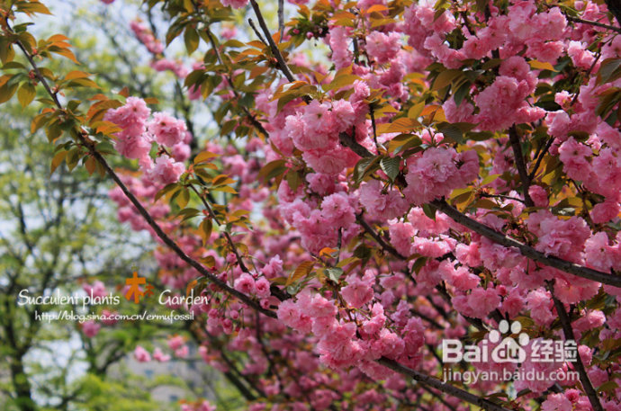 上海植物园（上）