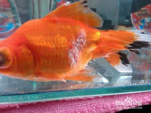 金鱼身上有白色霜状怎么治